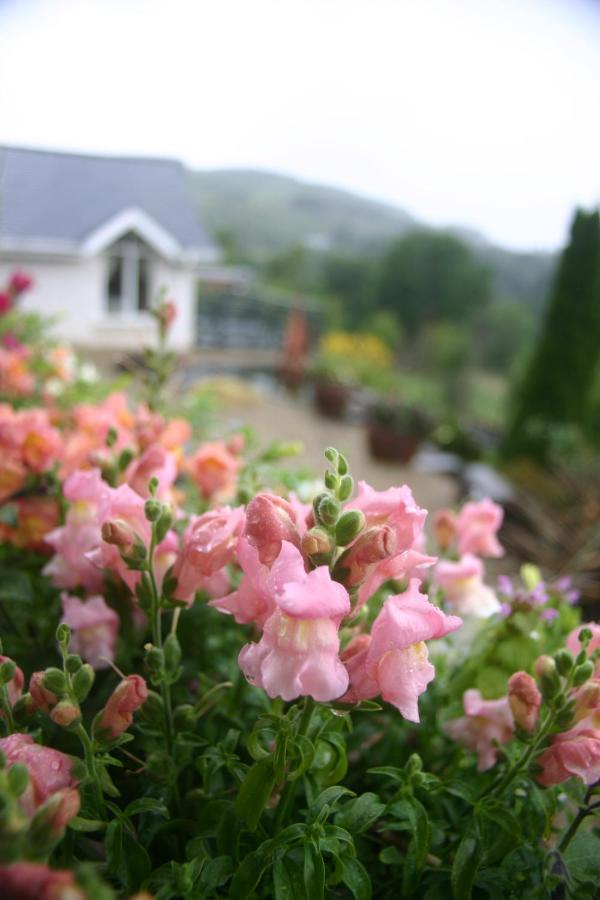 Wicklow Way Lodge Zewnętrze zdjęcie