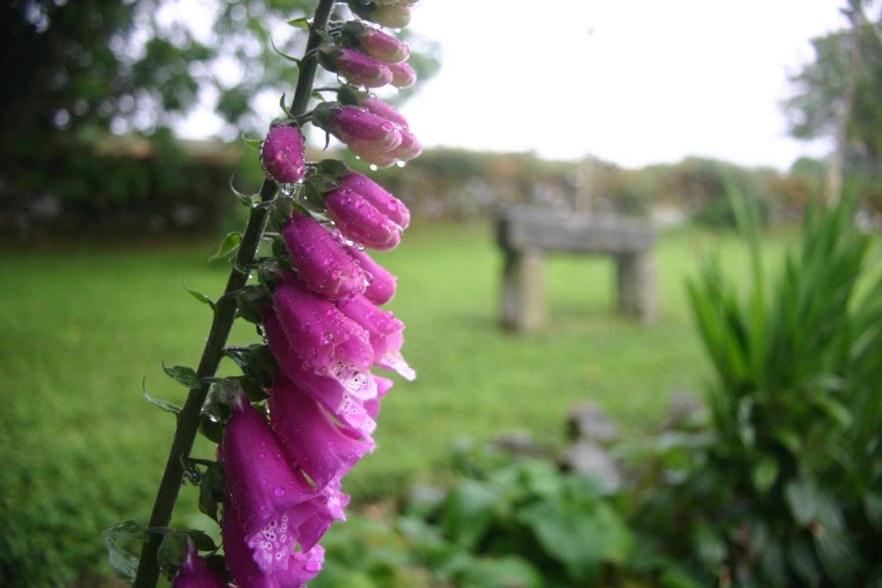 Wicklow Way Lodge Zewnętrze zdjęcie